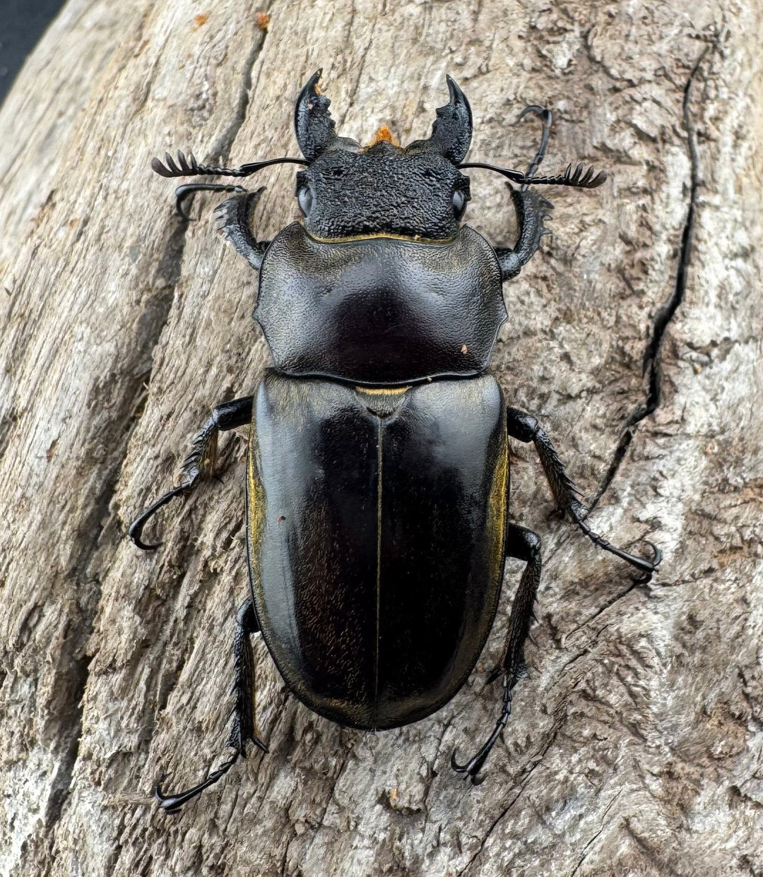 【WD】《セリケウスミヤマ原名亜種 59mm ペア》