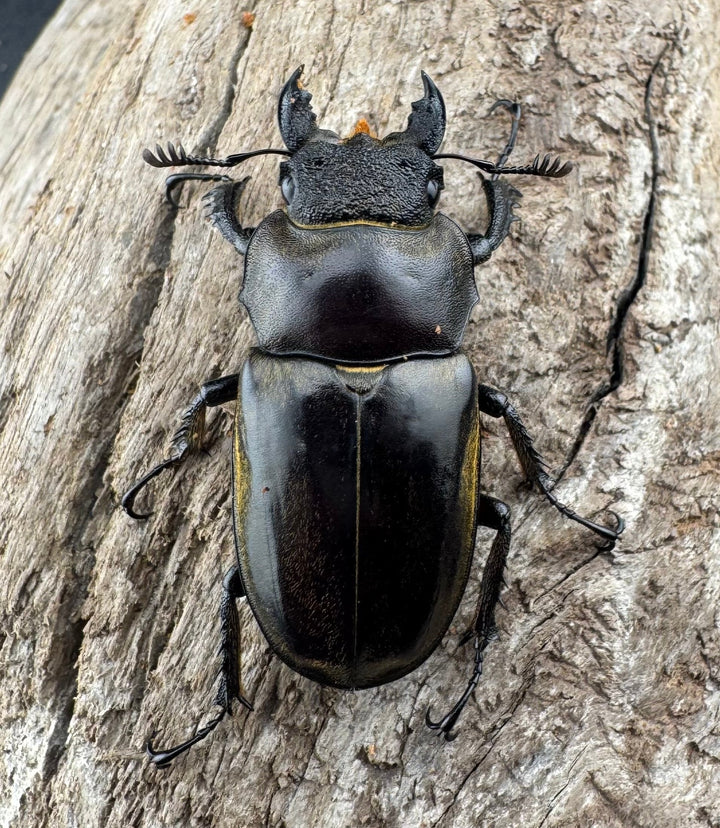 【WD】《セリケウスミヤマ原名亜種 59mm ペア》