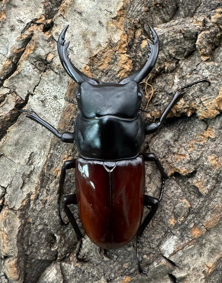 《アローコクワ亜種ノブヒロイ 57mm ペア》②