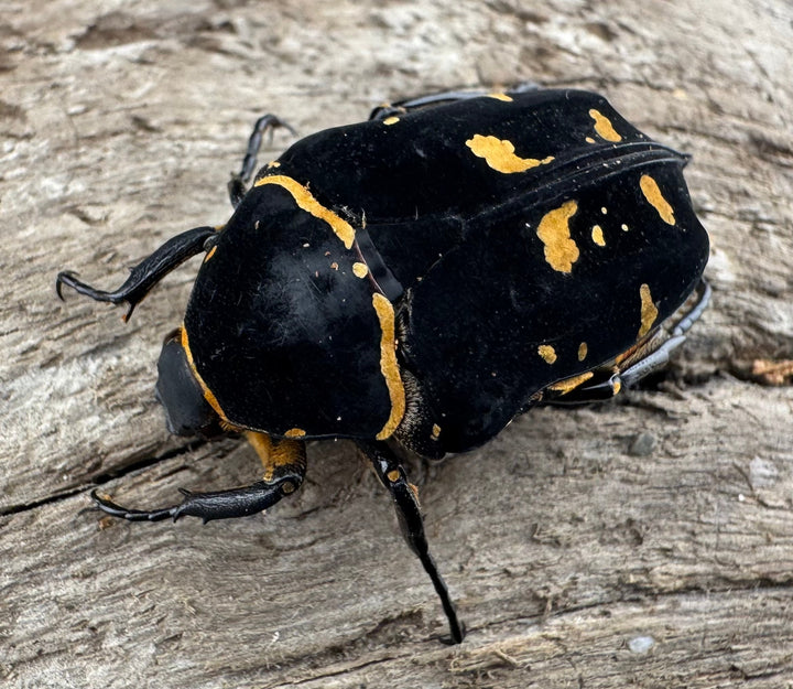 《ノックスキモンハナムグリ ペア》