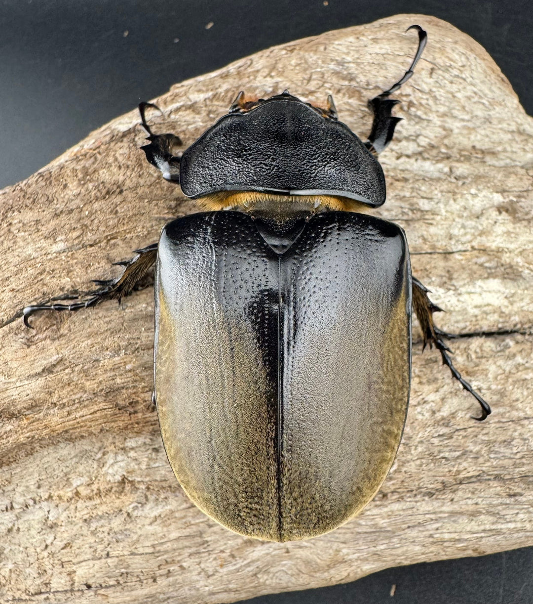 即ブリ《エレファスゾウカブト 114mm B品ペア》