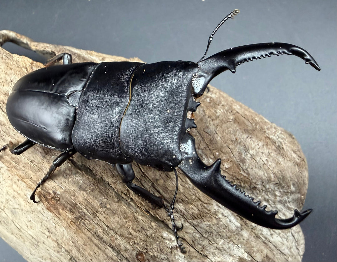 【WD】《パラワンオオヒラタ マンタリンガハン産 97mm ペア》