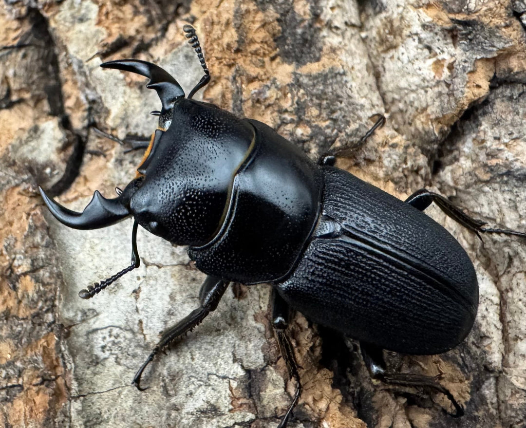 【WD】《ドルクス メンシウス 30ｍｍ ペア》