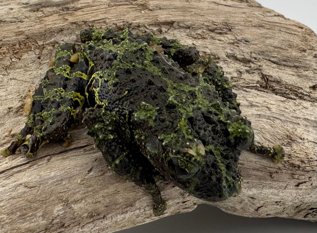 【WC】《コガタコケガエル アダルト ペア》