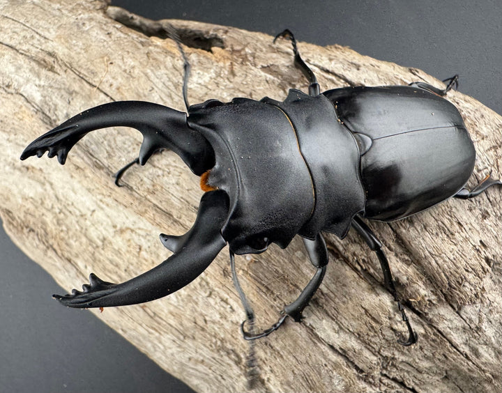 【WD】《アルケスツヤクワガタ 85mm ペア》