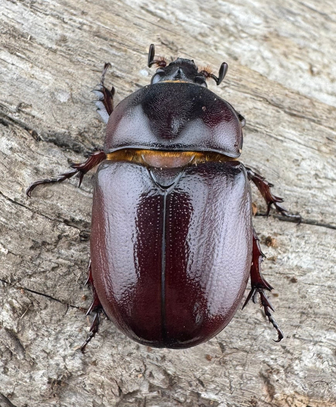 【WD】《クリイロムナコブサイカブト 30mm ペア》