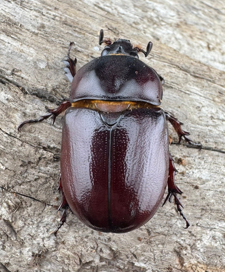 【WD】《クリイロムナコブサイカブト 30mm ペア》