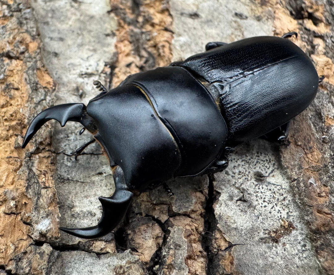 【WD】《ドルクス メンシウス 35ｍｍ ペア》