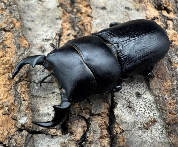 【WD】《ドルクス メンシウス 35ｍｍ ペア》