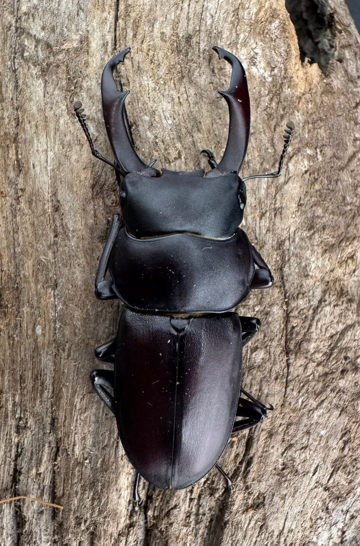 《ヤクシマコクワガタ 48mm ペア》