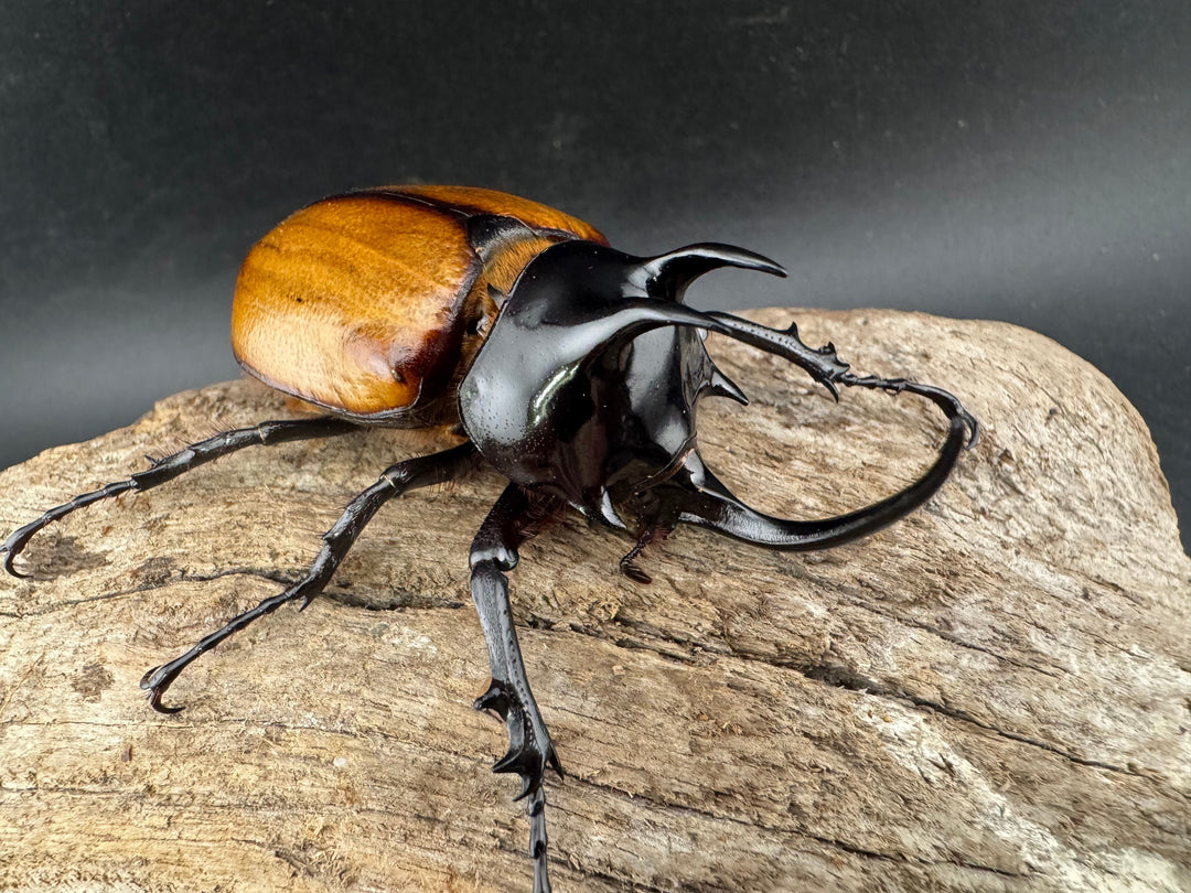 【WD】《スキットゴホンツノカブト 62mm ペア》