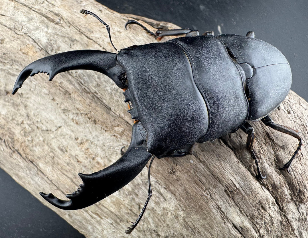 【WD】《西ペレンヒラタ（スラウェシオオヒラタ） 94mm ペア》