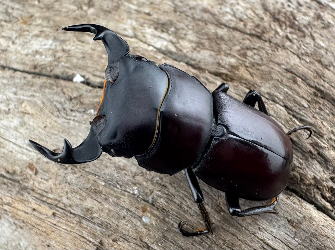 《ラティオキナティブスコクワ ネパール産 32mm ペア》