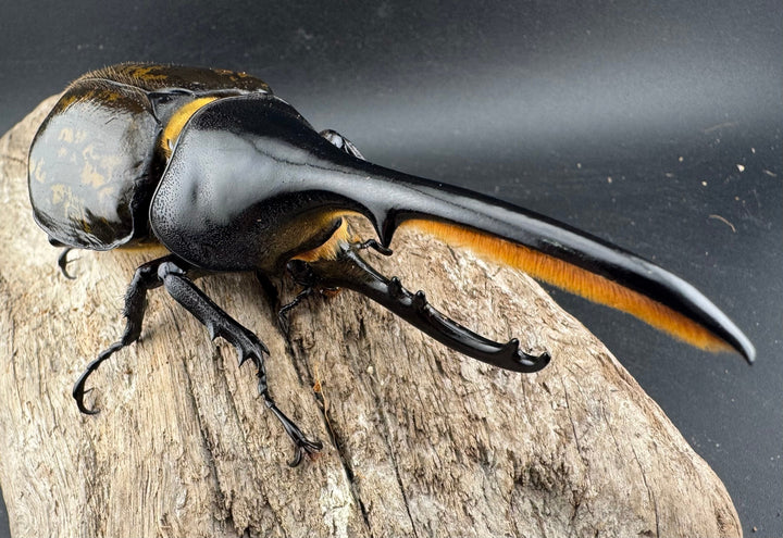 《 ヘラクレス・モリシマイ 煌血統アウトライン 117mm ♂単》inohiro109氏ブリード個体