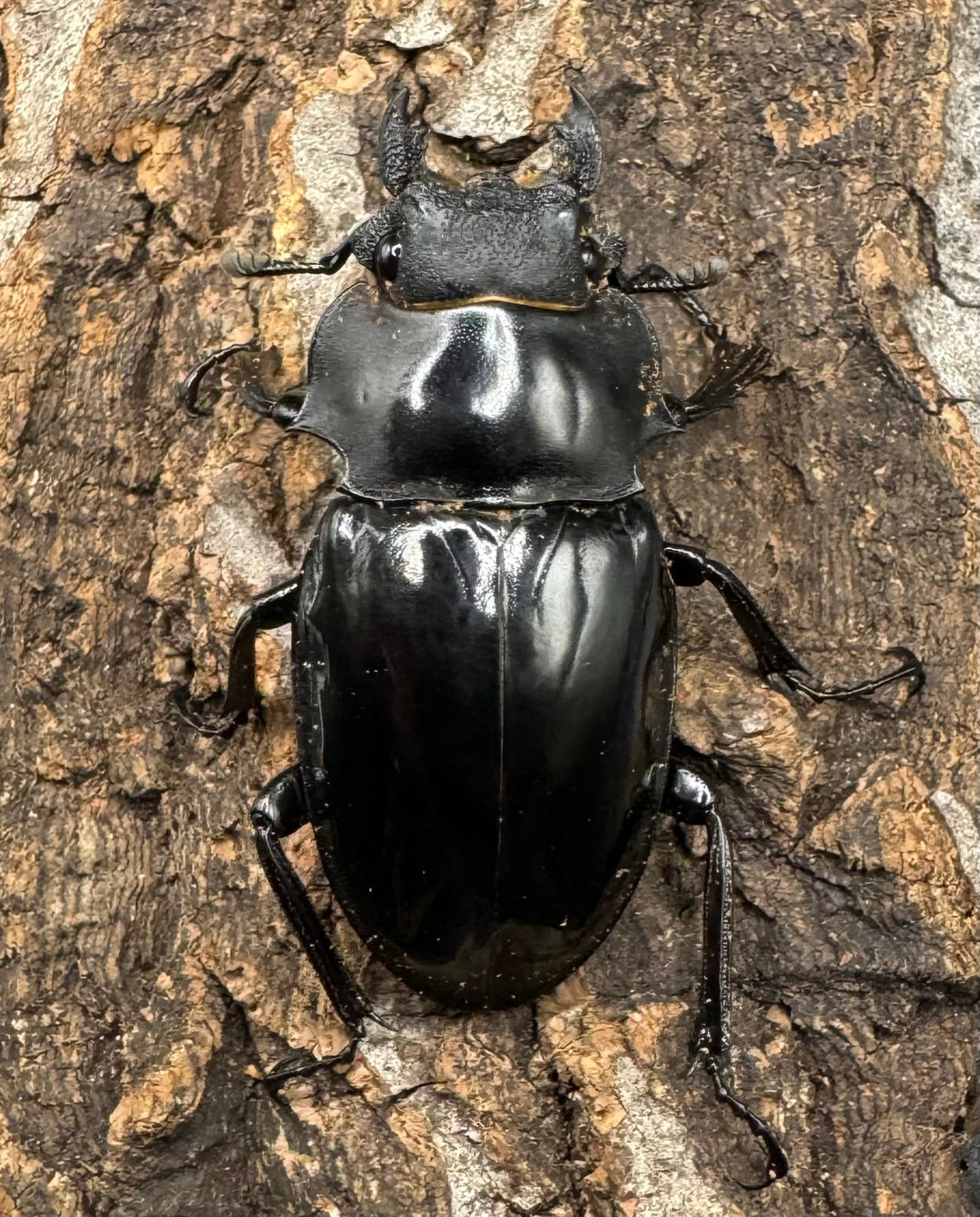 【WD】《インターメディアツヤクワガタ 88mm ペア》