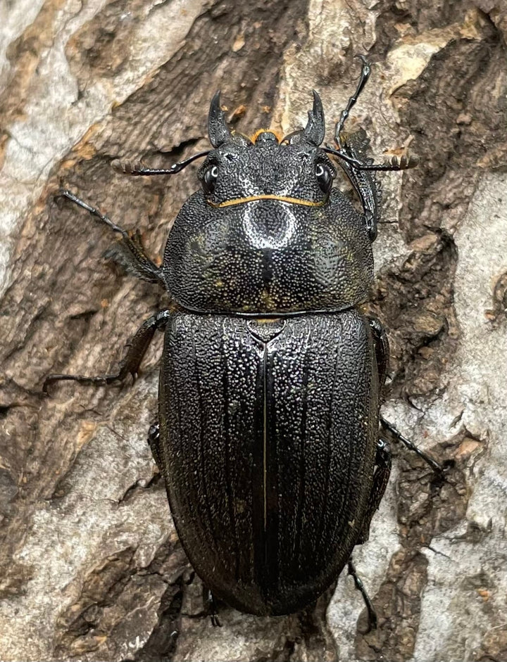 【WD】《アマミノコギリ 70mm ペア》