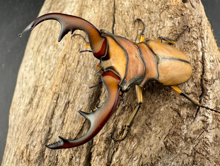 【WD】《アラガールホソアカクワガタ 58mm ♂単》