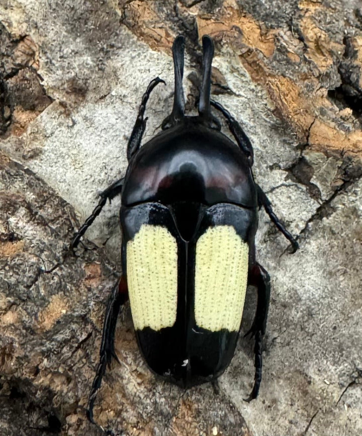 レア産地《キモンツノホソカナブン ペア》