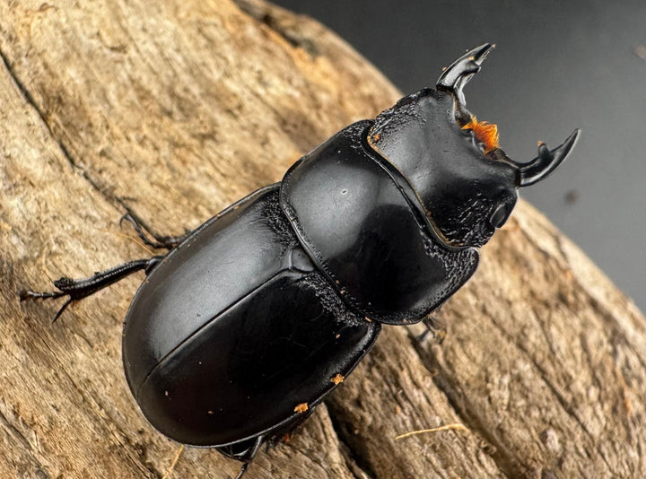 【WD】新産地《ティアンムニセヒタラ 龍王山 29mm ペア》