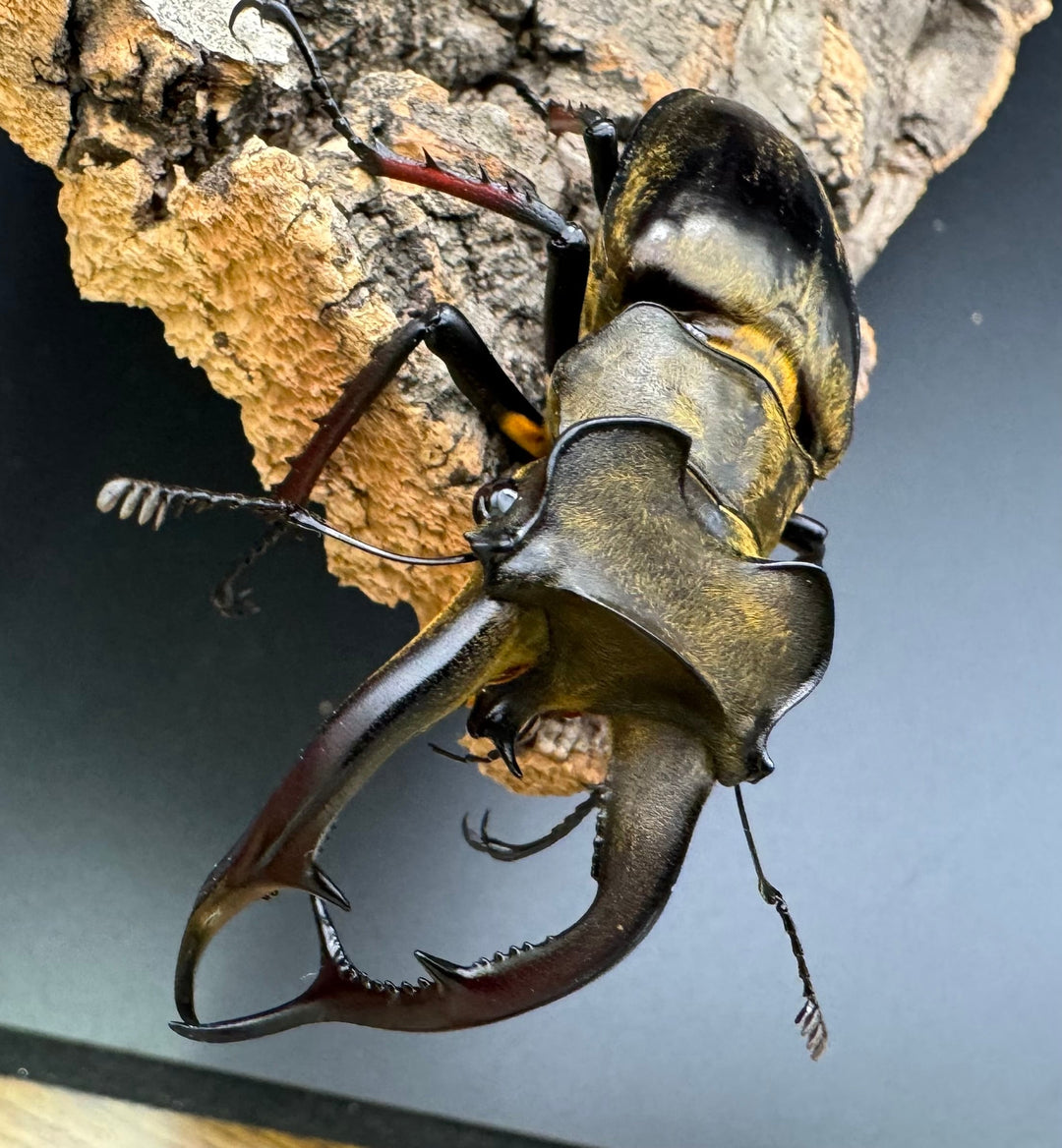 【WD】《チェンミヤマ シガツェ産 72.5mm A'品ペア》