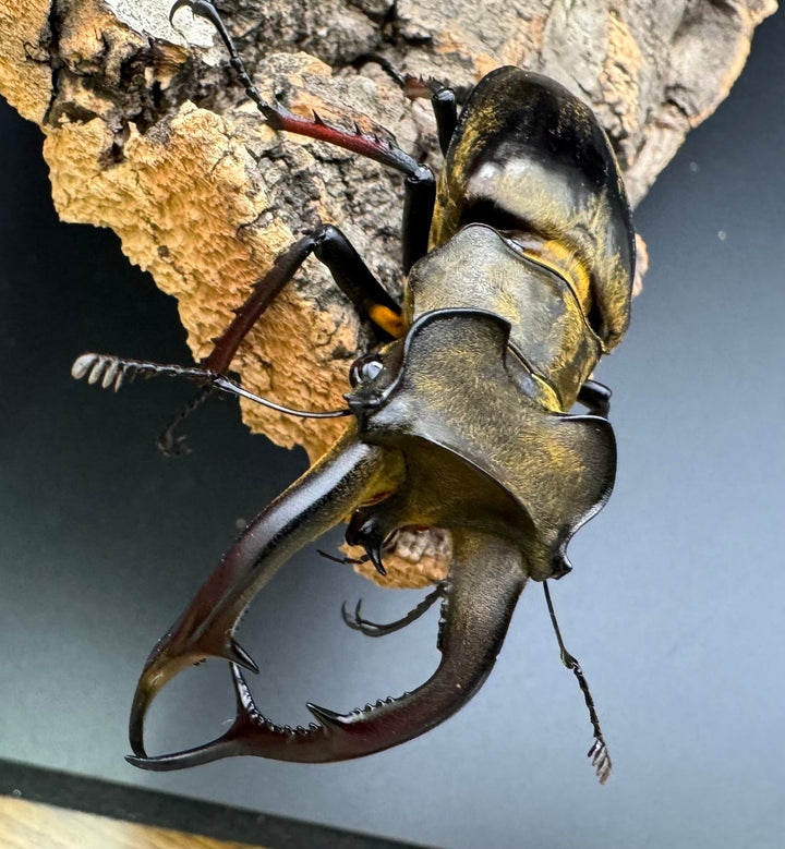 【WD】《チェンミヤマ シガツェ産 72.5mm A'品ペア》