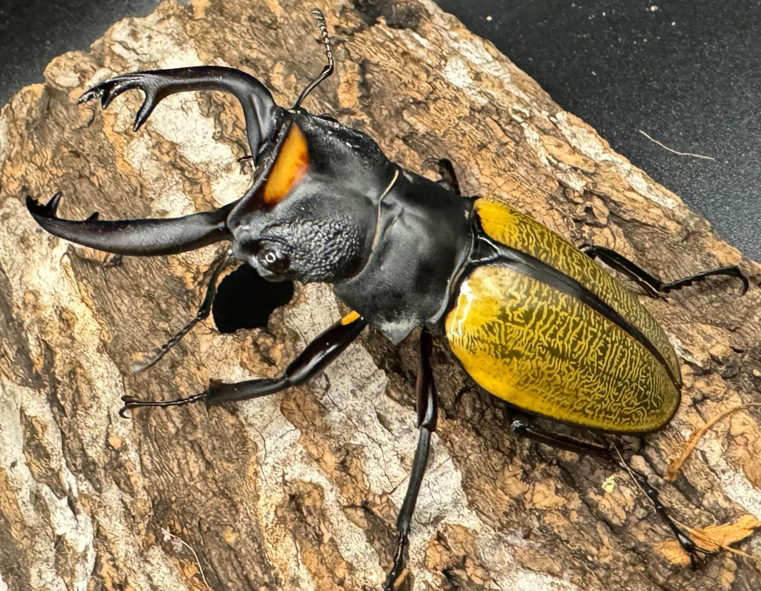 【WD】《スペクタビリスツヤクワガタ 75mm ペア》