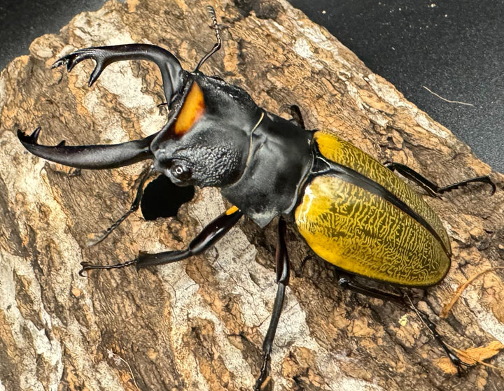 【WD】《スペクタビリスツヤクワガタ 75mm ペア》