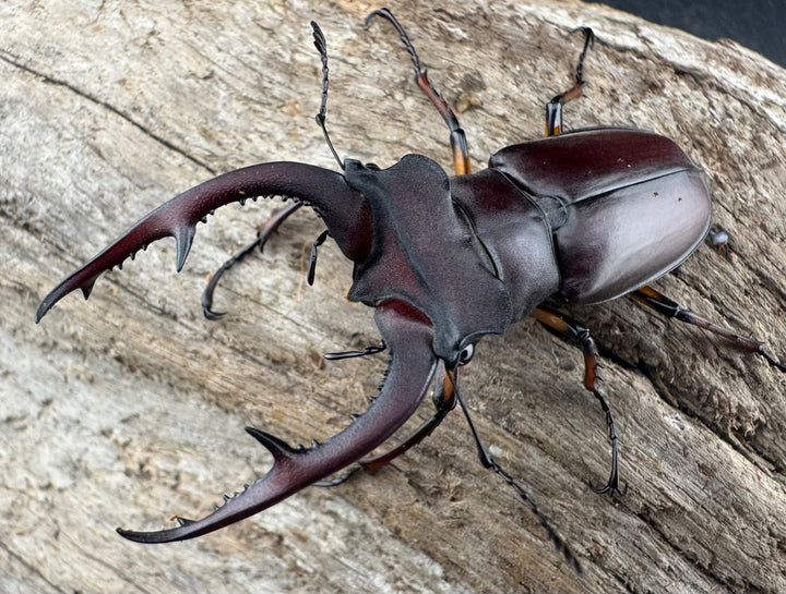 【WD】《デューベイアヌスミヤマ 58mm ペア》