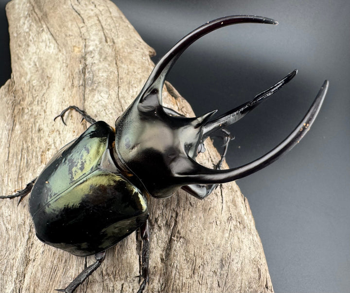 【WD】《ミンダナオアトラスオオカブト キダパワン産 89mm ペア》