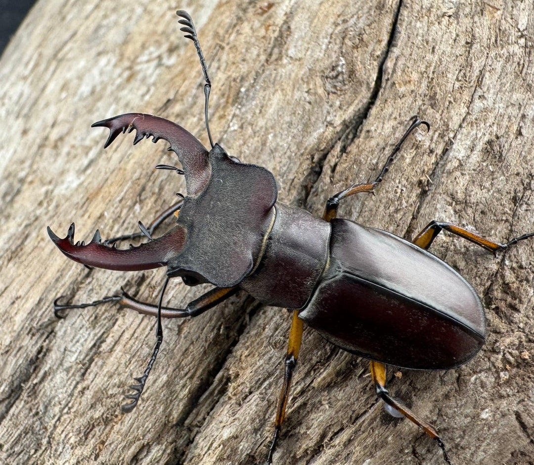 【WD】《ウーイーミヤマクワガタ 36.5mm ペア》