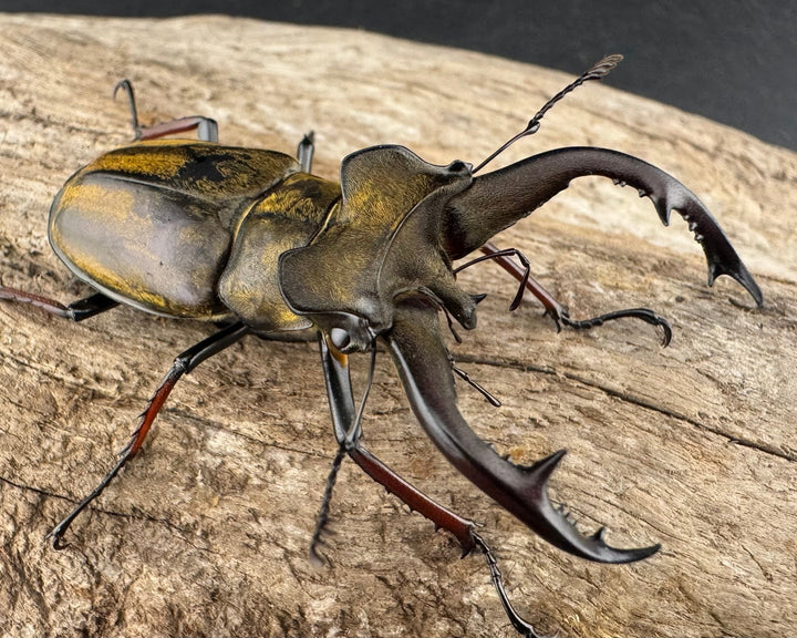 【WD】《チェンミヤマ メトク産 54.5mm ペア》