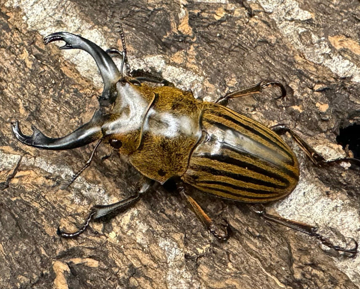 【WD】《ストリアータツヤクワガタ 45mm ペア》