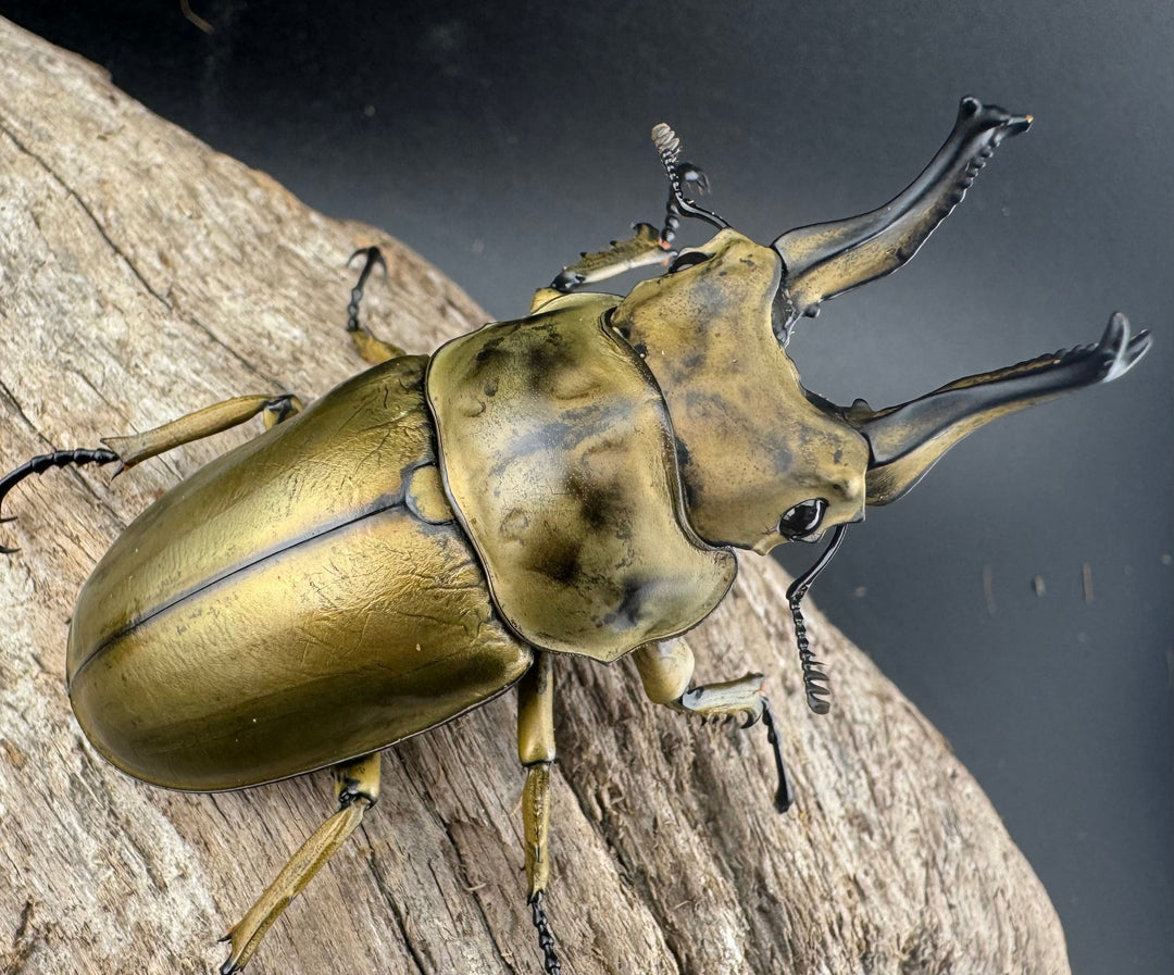 【F0】《ローゼンベルグオウゴンオニクワガタ 69mm ペア》