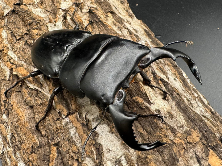 【WD】《東ジャワ産 ダイオウヒラタ 76mm ペア》