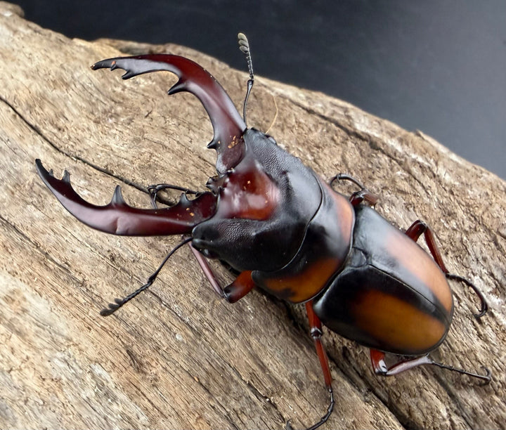 即ブリ《ミラビリスノコギリクワガタ 60mm ♂単》