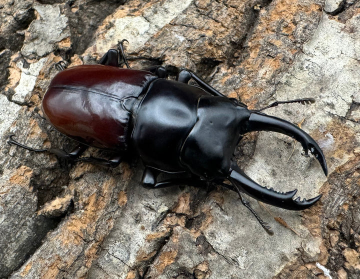 【WF2】《アローコクワ亜種ノブヒロイ 58mm ♂♀♀トリオ》