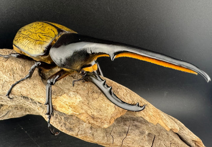 即ブリ《ヘラクレス・ヘラクレス 優良血統 139mm ペア》