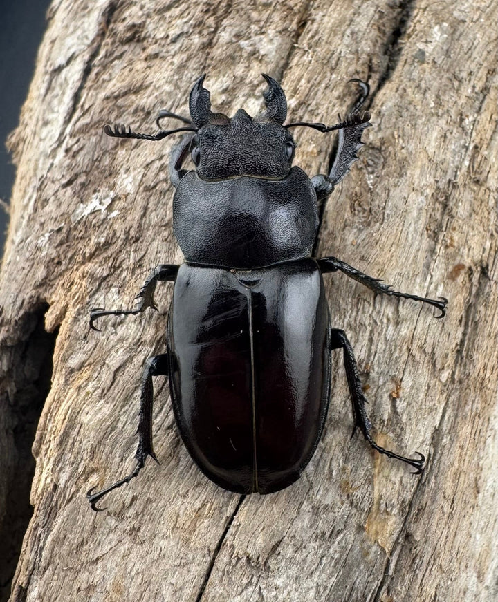 【WD】《ミヤマクワガタ 山形県産 65mm ペア》