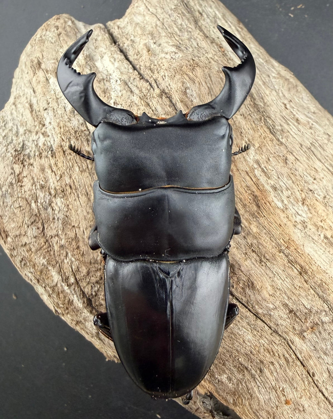 【WD】《ダイオウヒラタ 東ジャワ産 81mm ペア》