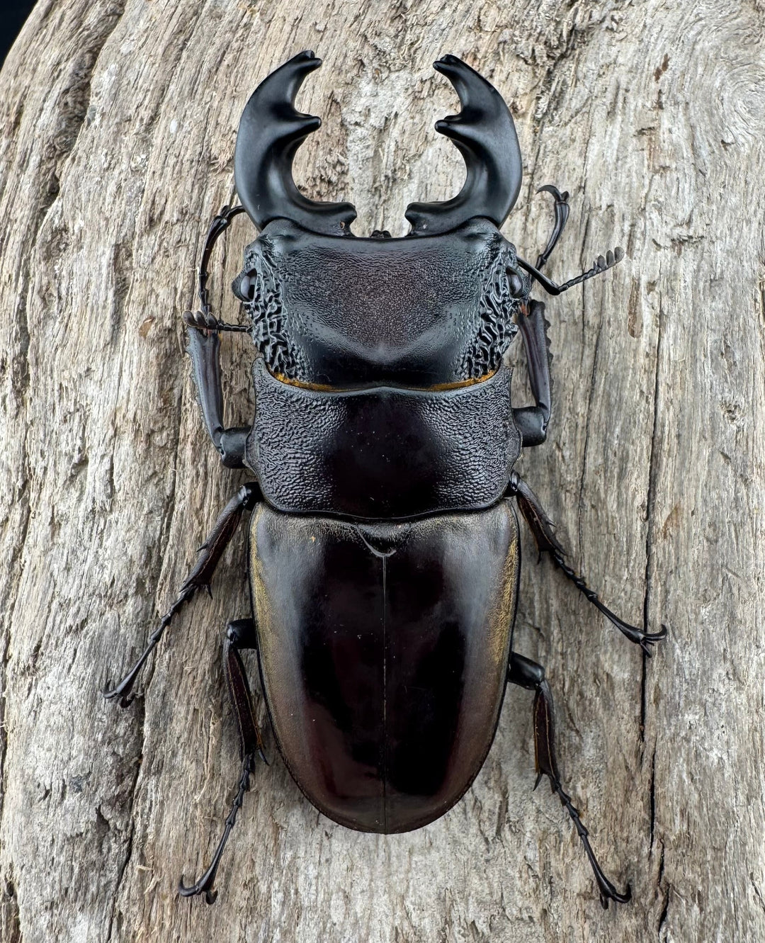 【WD】極太短歯《ルマウィノコギリ  61mm ペア》