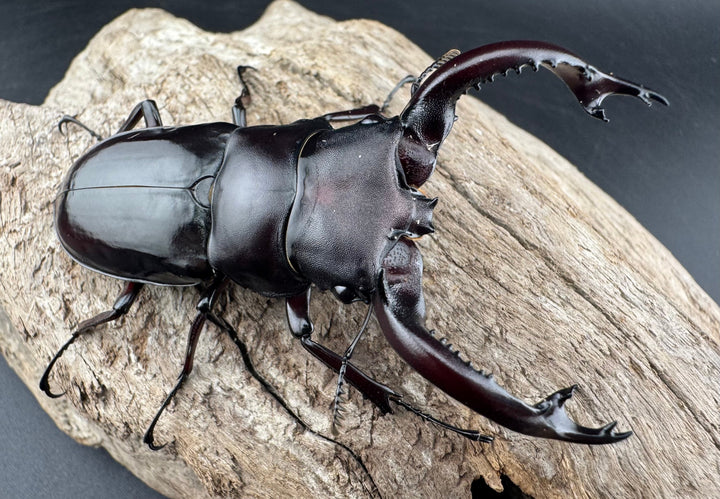 《フォルスターフタマタ原名亜種 74mm ペア》