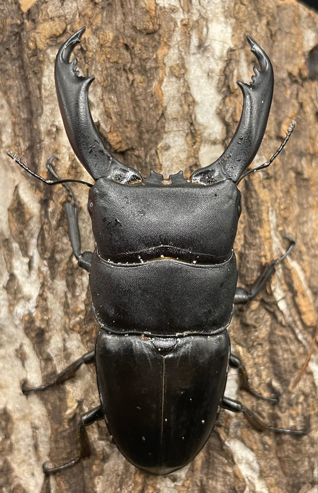 【WD】大型《イフガオヒラタ 88mm ペア》