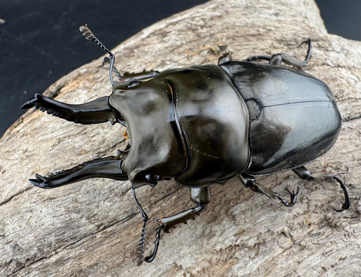 【F0】《ローゼンベルグオウゴンオニクワガタ 67mm ペア》