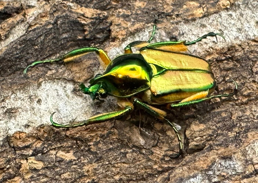 【WD】《ルマウィンヒメカブトハナムグリ ペア》