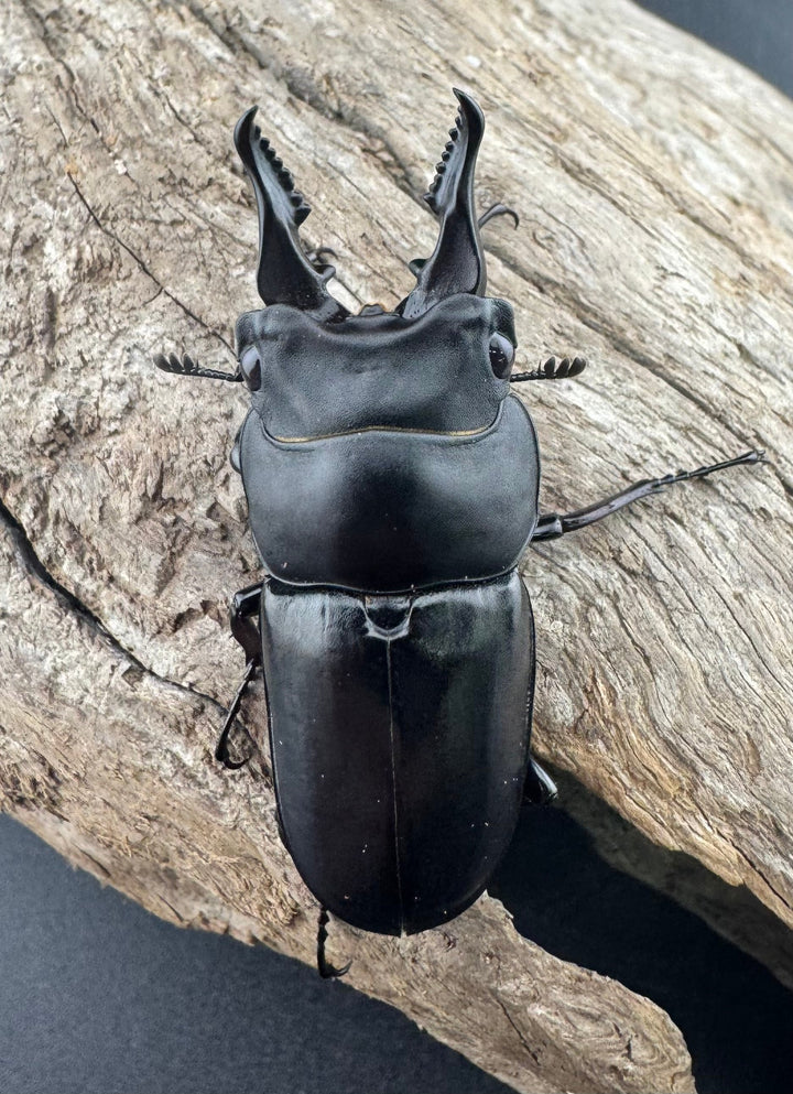 【WF3】《セリコルニスノコギリ 45.5mm ♂単》