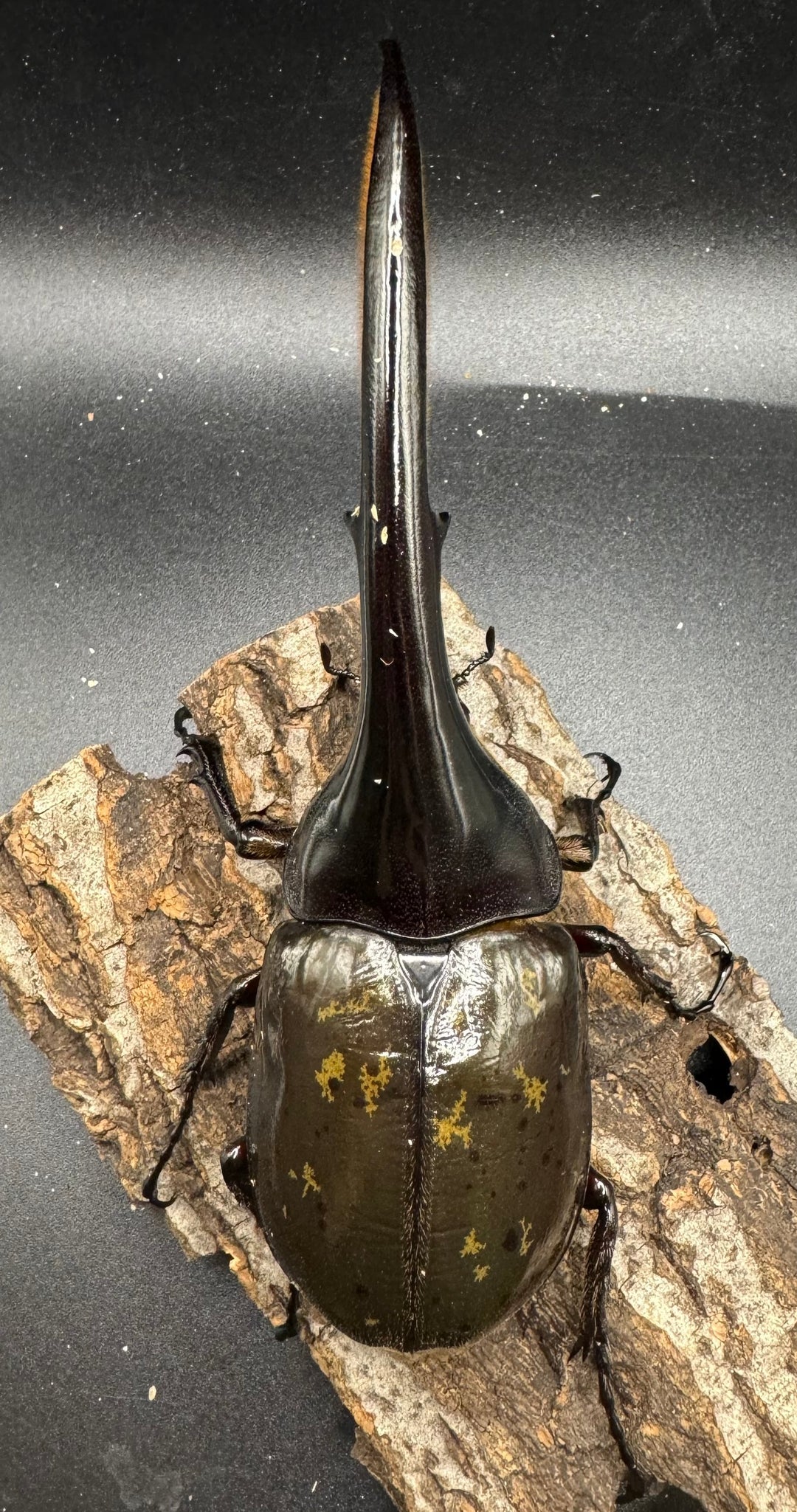 《ヘラクレス・ヘラクレス 152mm ペア》