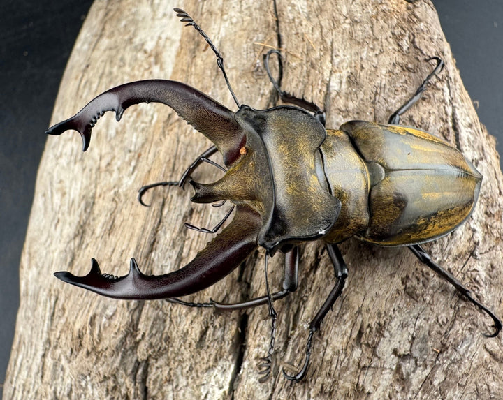 【WD】《チベットミヤマ亜種singularis 67mm ペア》