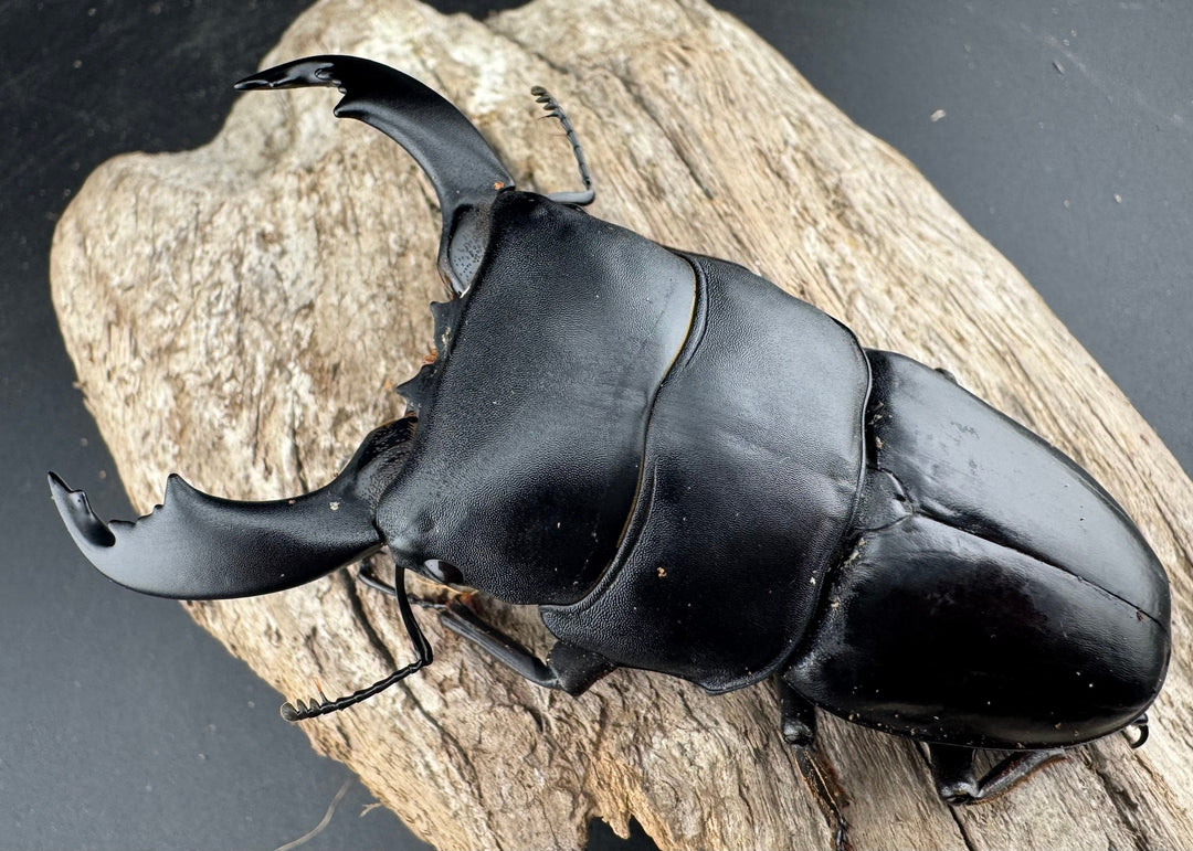 【WD】《スマトラオオヒラタ ベンクール産 86.5mm ペア》