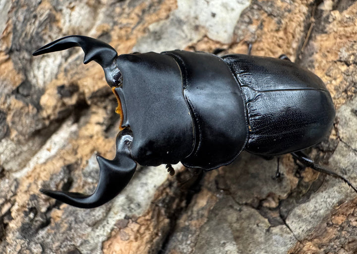 【WD】《ドルクスリンビン 42mm ♂♀♀トリオ》