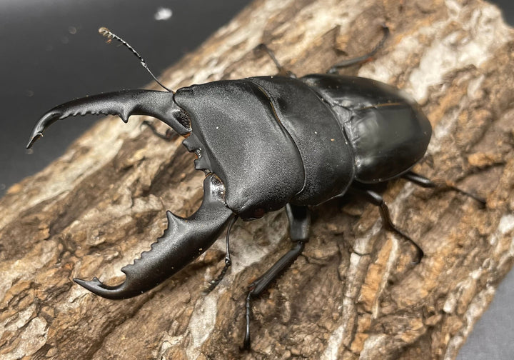 【WD】大型《ミンダナオヒラタ 90mm ペア》